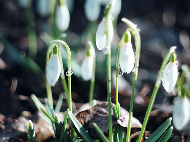 雪花莲