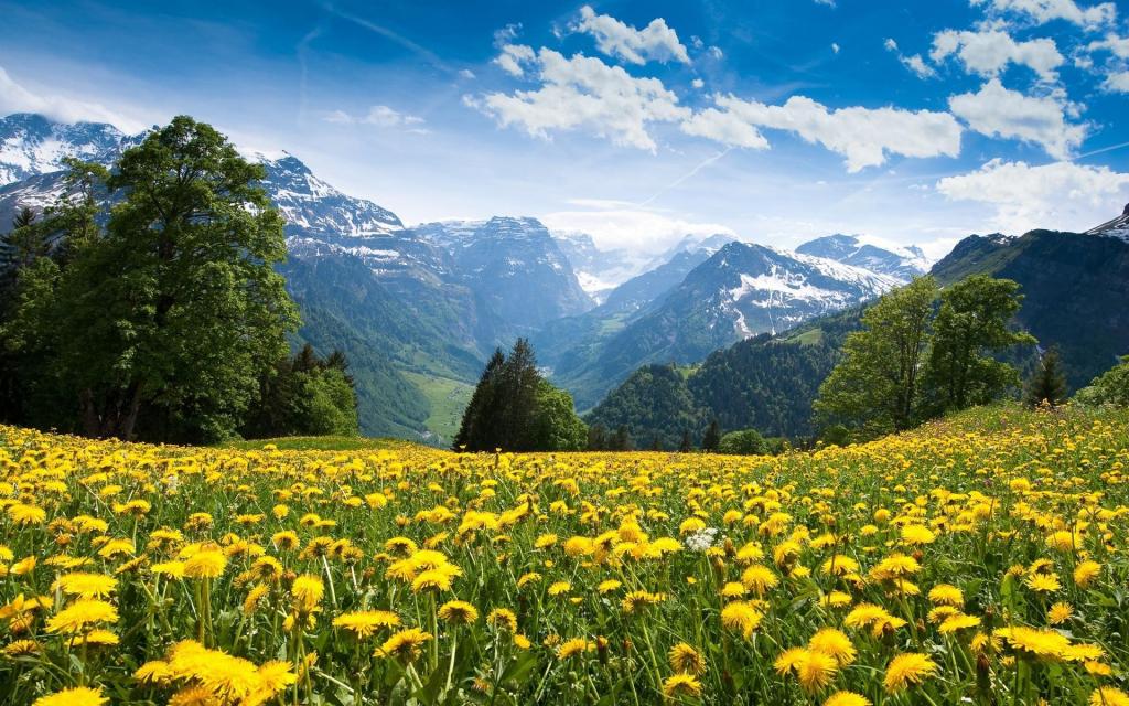 鲜花风景山桌面照片壁纸 高清图片 壁纸 自然风景 桌面城市