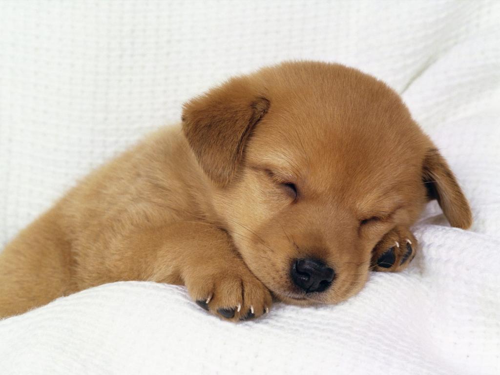 萨摩耶菜狗睡觉喝奶表情包图片gif动图 - 求表情网,斗图从此不求人!