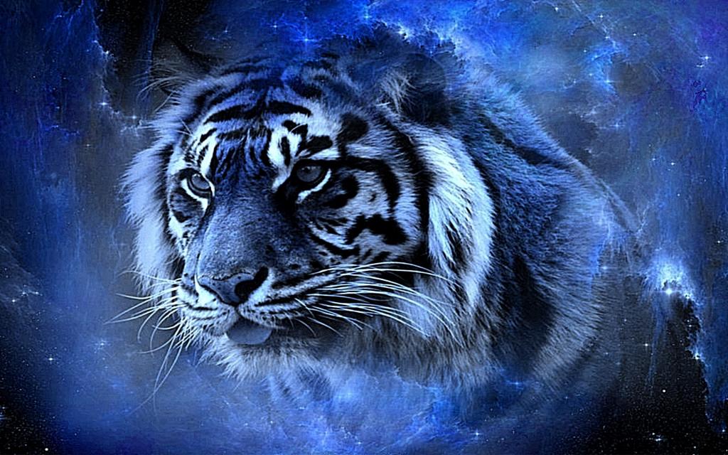 69  动物 69  老虎美丽真棒蓝色酷华丽可爱漂亮的高清壁纸  上一