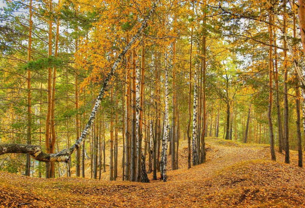 季节秋季森林树叶大自然壁纸 高清图片 壁纸 自然风景 桌面城市