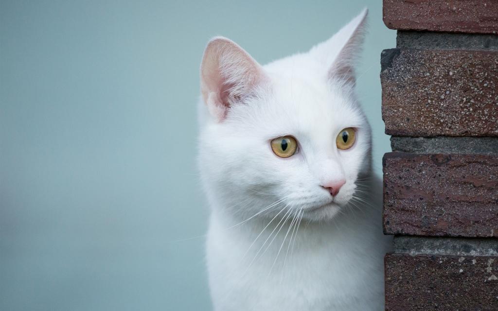 白猫,看,黄眼睛壁纸