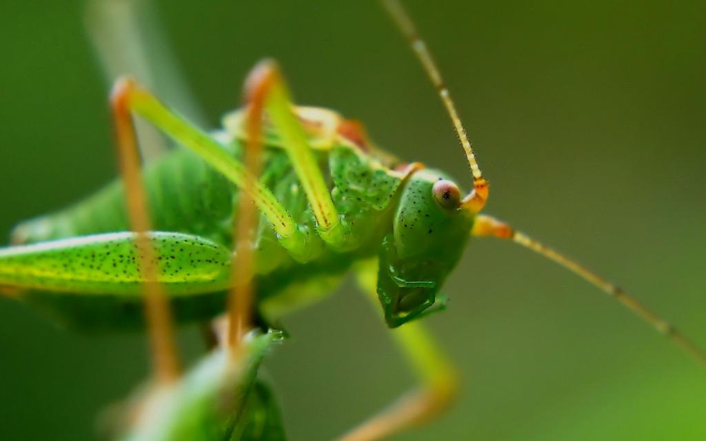 蚱蜢壁纸