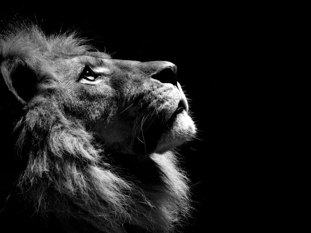 动物 狮子 黑与白 摄影 黑暗的背景壁纸 高清图片 壁纸 动物 桌面城市