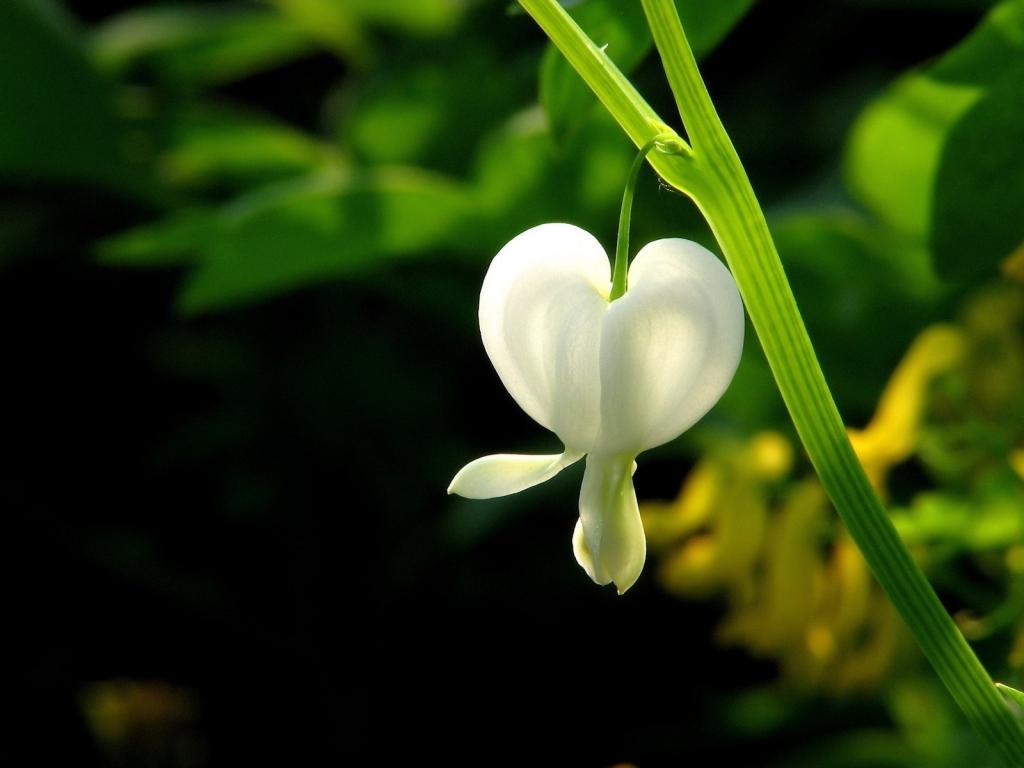 中国图库-植物-白色花朵
