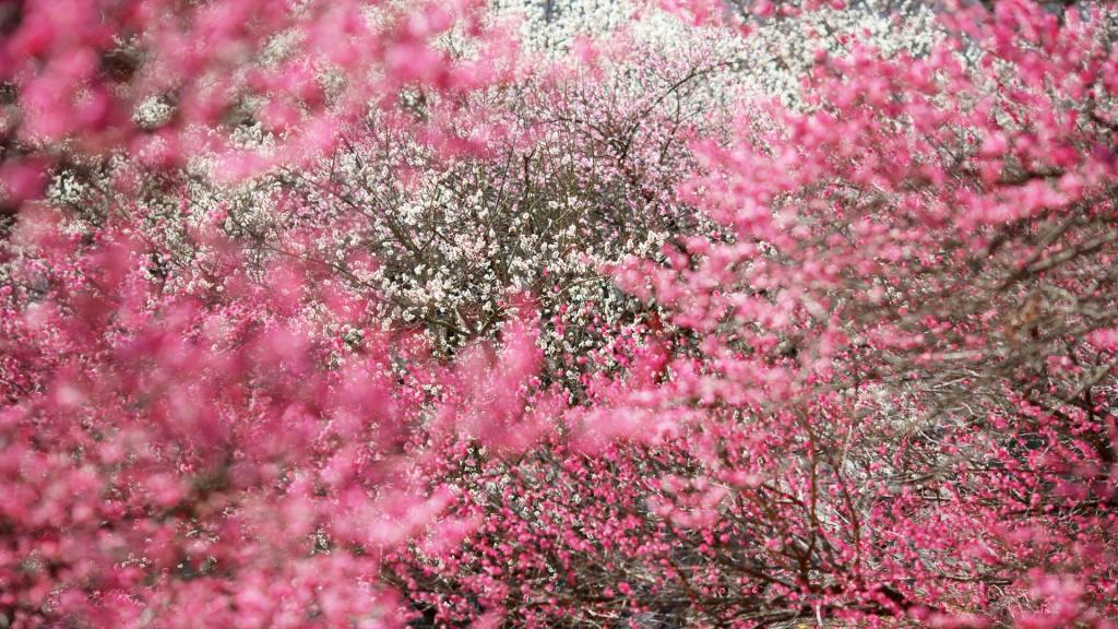 花秋高清壁纸 高清图片 壁纸 自然风景 桌面城市