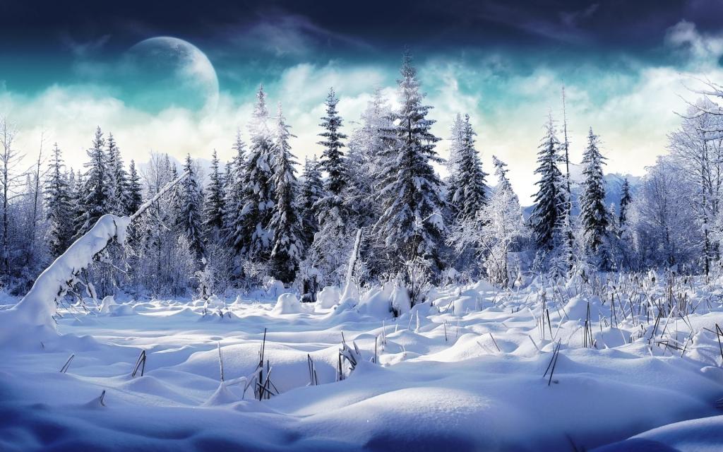 充满了雪壁纸的树木 高清图片 壁纸 自然风景 桌面城市
