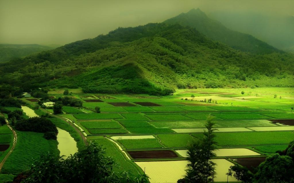 绿色的田野壁纸,高清图片,壁纸,自然风景-桌面城市