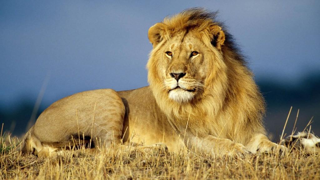 国王狮子动物1080p壁纸,高清图片,壁纸,动物-桌面城市