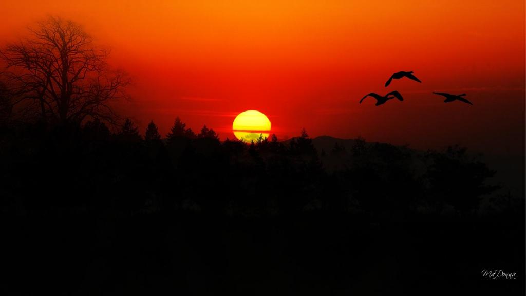 夕阳下的大雁飞翔