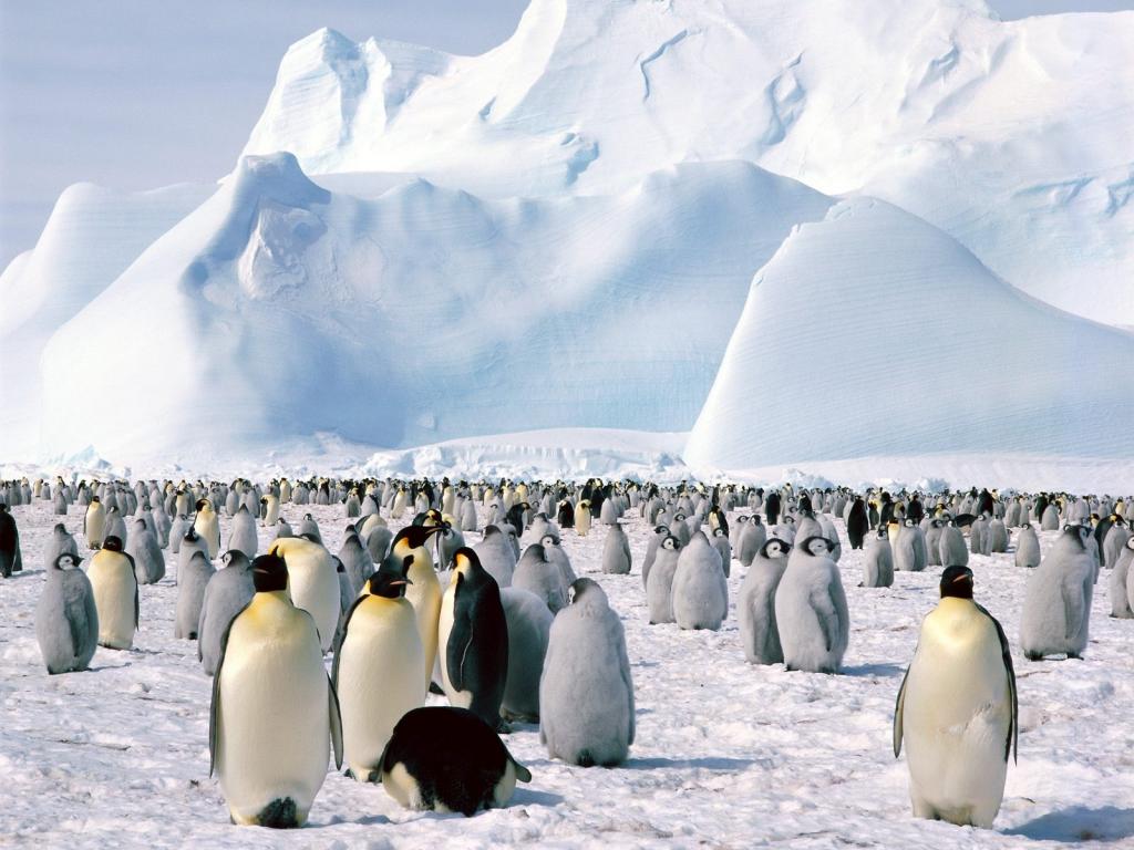 帝企鹅南极壁纸 高清图片 壁纸 动物 桌面城市