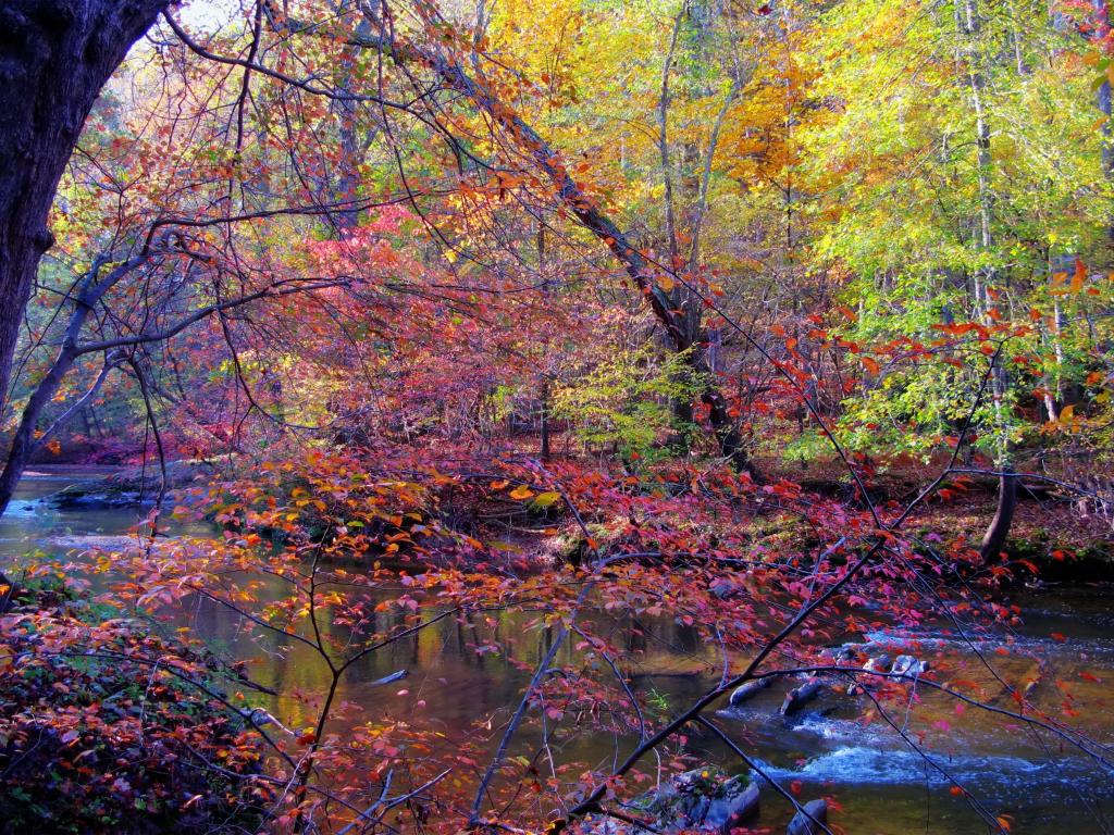 季节秋季森林河流树木大自然壁纸 高清图片 壁纸 自然风景 桌面城市