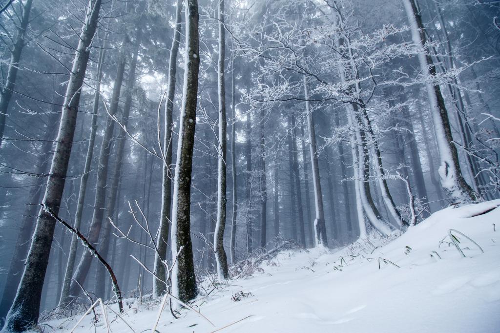 冬天 森林 雪壁纸 高清图片 壁纸 自然风景 桌面城市