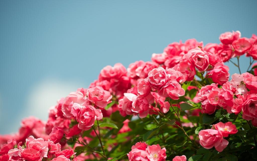 花园花,美丽的红玫瑰壁纸