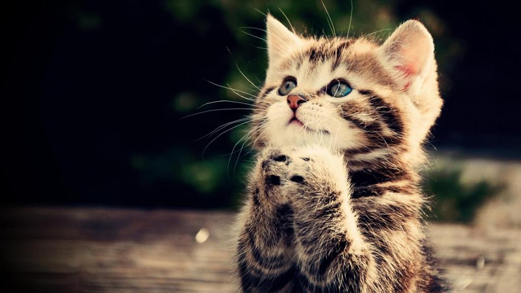 祈祷 小猫 猫 动物 可爱的壁纸 高清图片 壁纸 动物 桌面城市