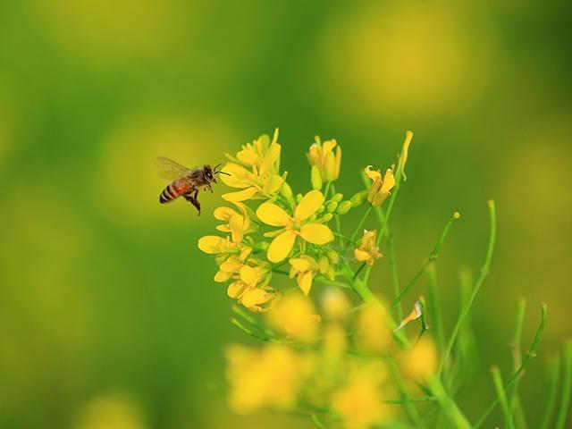 油菜花