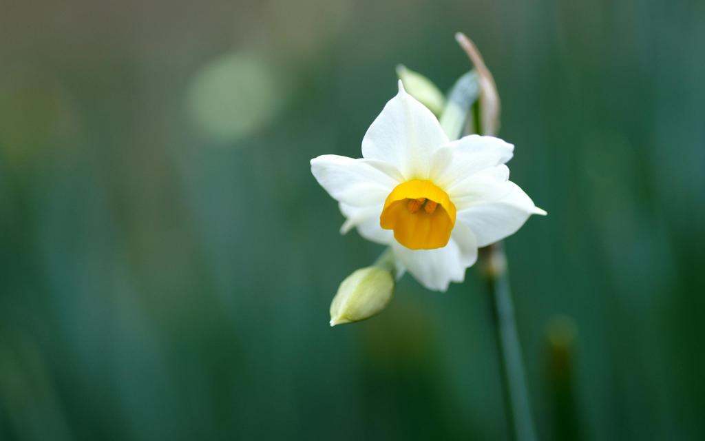 白水仙花 高清图片 壁纸 花卉 桌面城市