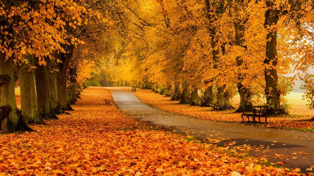 秋天的落叶风景壁纸,高清图片,壁纸,自然风景-桌面城市