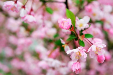 鲜花特写壁纸