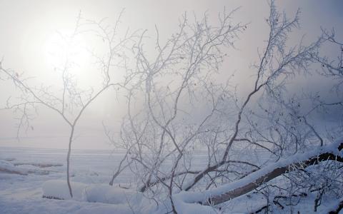 冬季雪树阳光高清壁纸