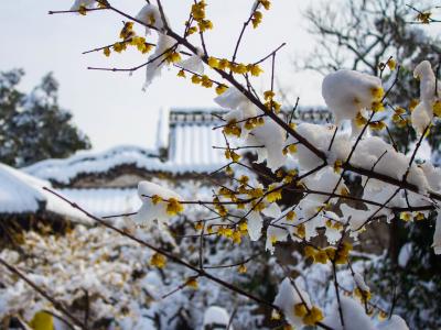 扬州冬日雪景唯美