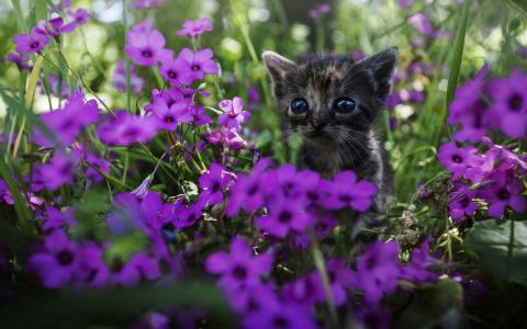 可爱的小猫，紫色的花朵壁纸