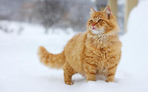 在雪墙纸的猫