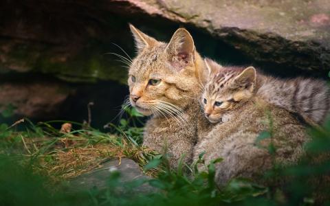 与小猫壁纸的野猫母性