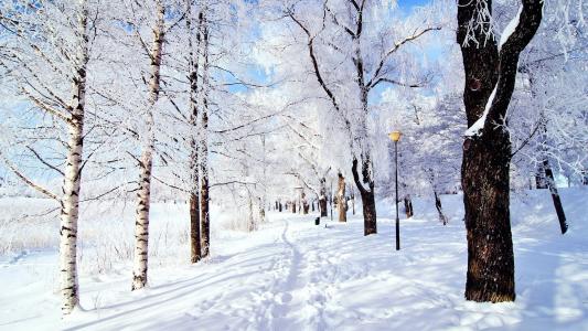 雪森林手提电脑背景壁纸