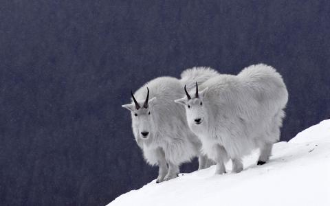 雪山羊壁纸