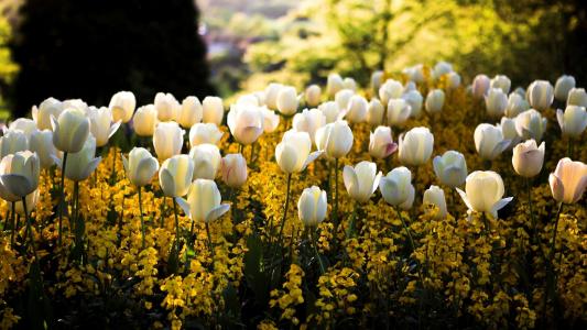 春天，公园，白色的郁金香花壁纸