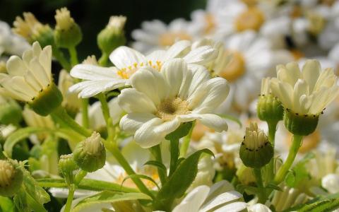 白色的花，花瓣，特写壁纸