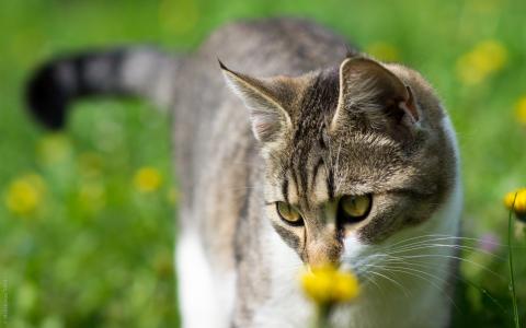 猫高清壁纸