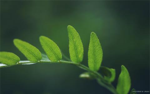 叶绿叶高清壁纸