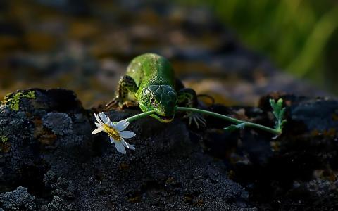 蜥蜴高清壁纸