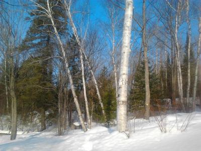 ~~; White Birch & Silver Birch ;~~ wallpaper