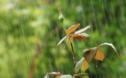 雨叶叶宏高清壁纸