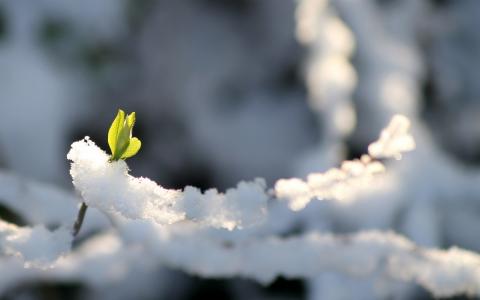 叶宏冬季雪高清壁纸