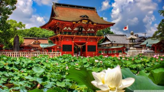 在伊贺八幡神社日本壁纸莲花