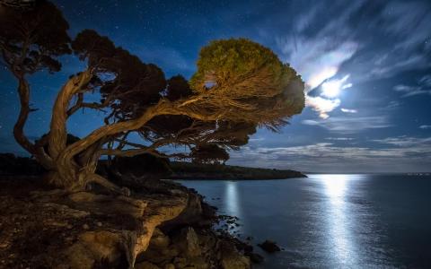 湾，海岸，树，夜，星星，月光壁纸