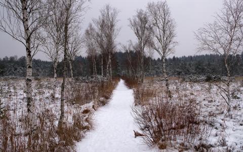 森林壁纸的雪路径