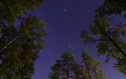 树夜晚星星高清壁纸