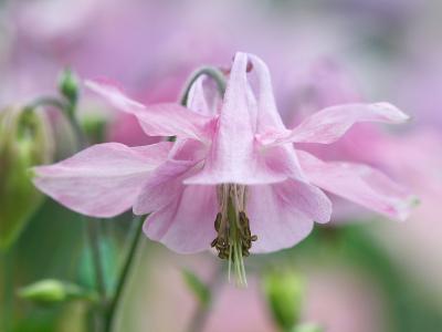 粉红色的花，Aquilegia壁纸