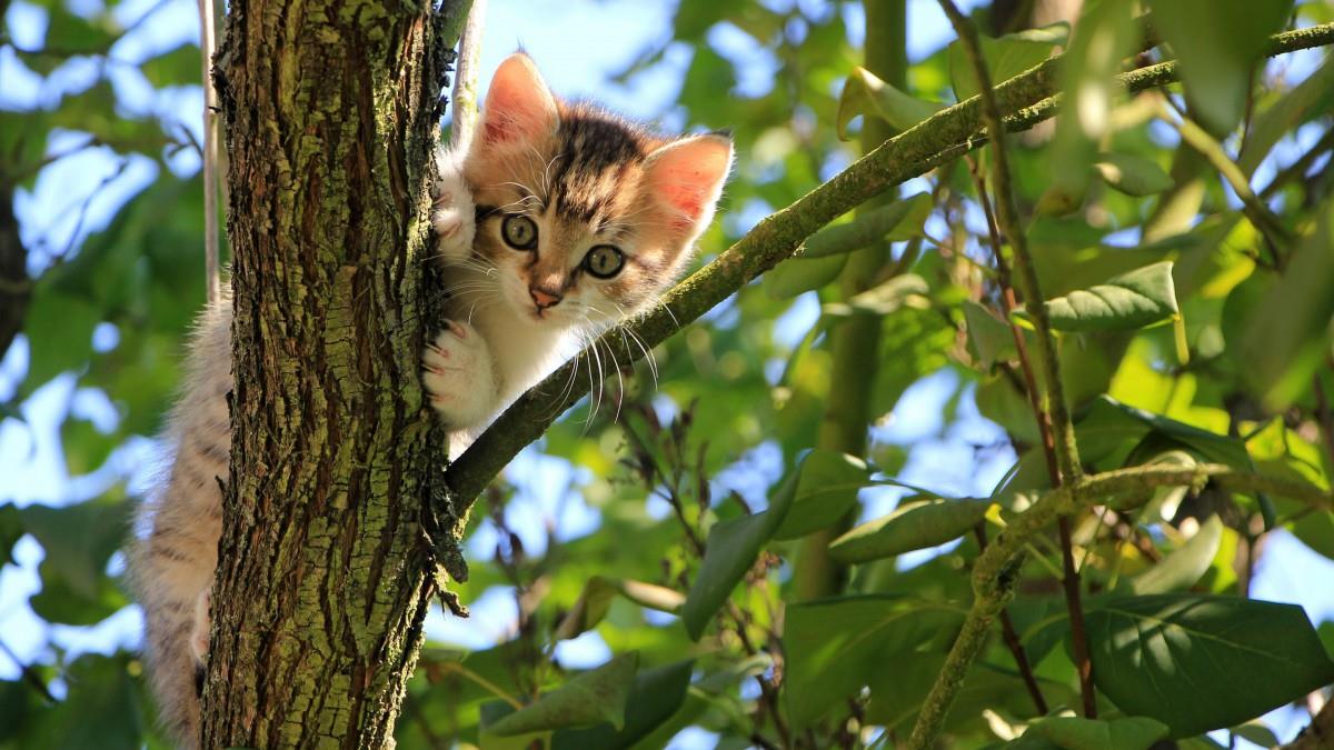 猫科动物猫咪图片