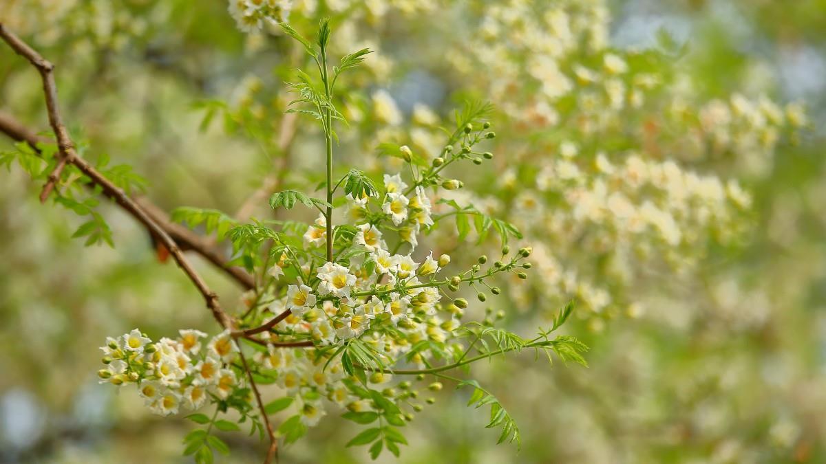 文冠果花图片