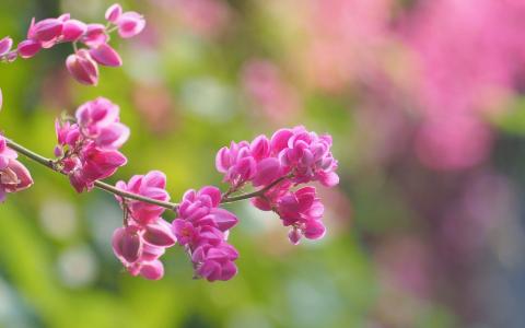 粉红色的花朵，模糊背景，春天壁纸