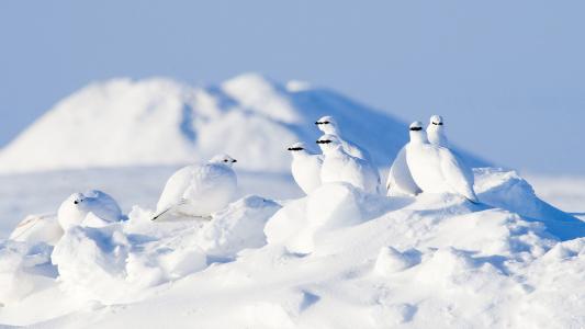 唯美冬季雪景