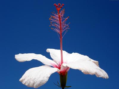 单花高清壁纸