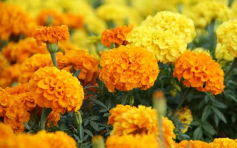 *** MARIGOLDS ***壁纸