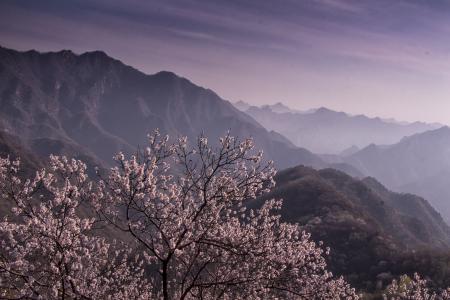 树，山，风景壁纸